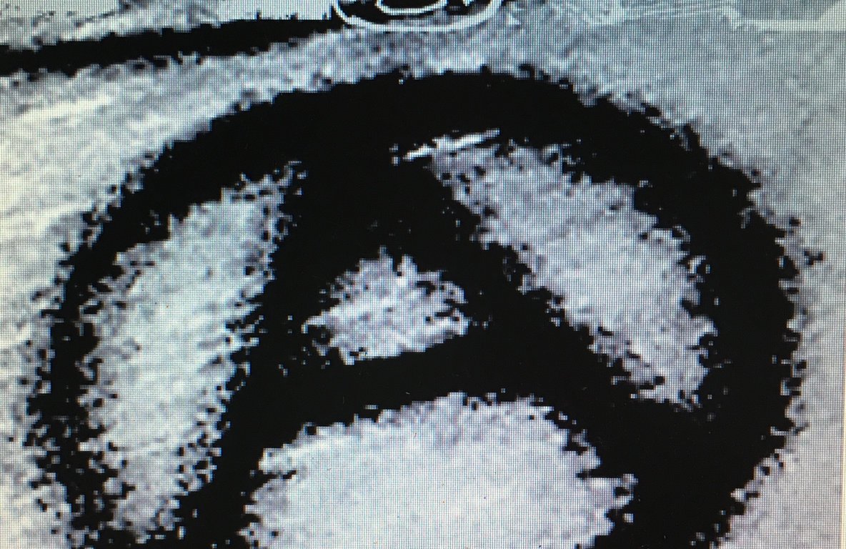 Abrazos: Belligerent and Numerous (2020)